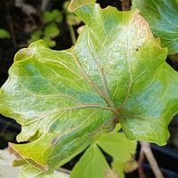 Hedera helix 'Fluffy Ruffles'